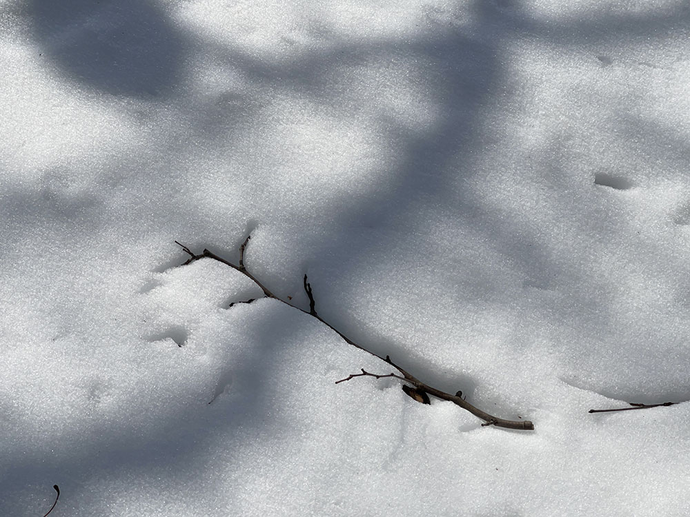 Color Photo of Twigs Melted Into Snow.
